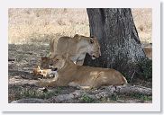 14SerengetiDayGameDrive - 095 * Lioness and cubs enjoying a mid-day nap in the shade.